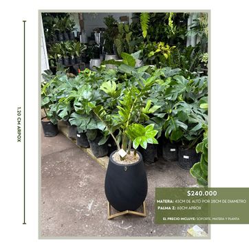 PLANTAS TENDENCIA PARA EL 2025 - imagen 2