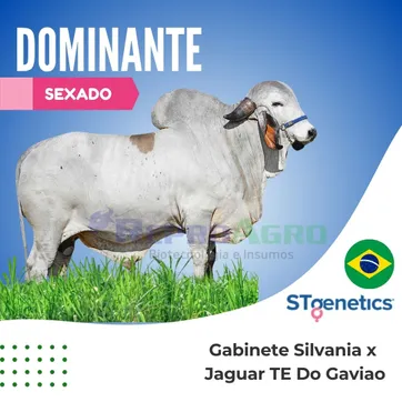 DOMINANTE SEXADO - imagen 1