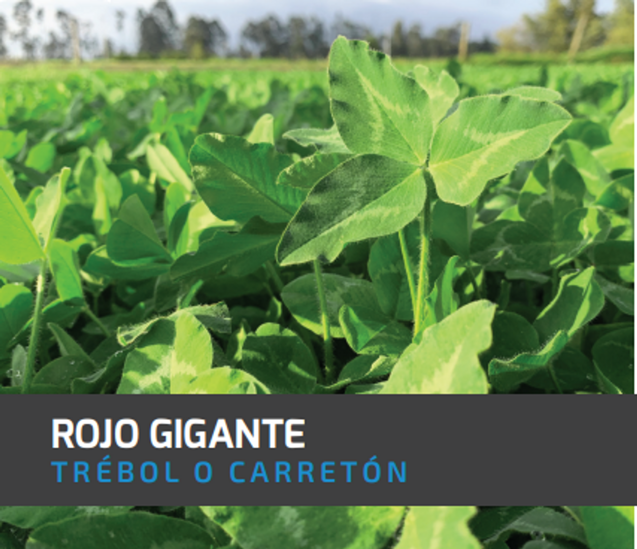 Carretón-Trébol Rojo Gigante x Libra