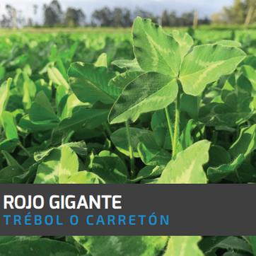 Carretón-Trébol Rojo Gigante x Libra - imagen 1