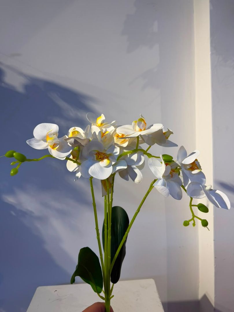 MATICA DE ORQUIDEA LATEX BLANCA