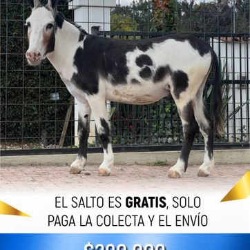Imagen del producto COLECTA BURRO PINTO