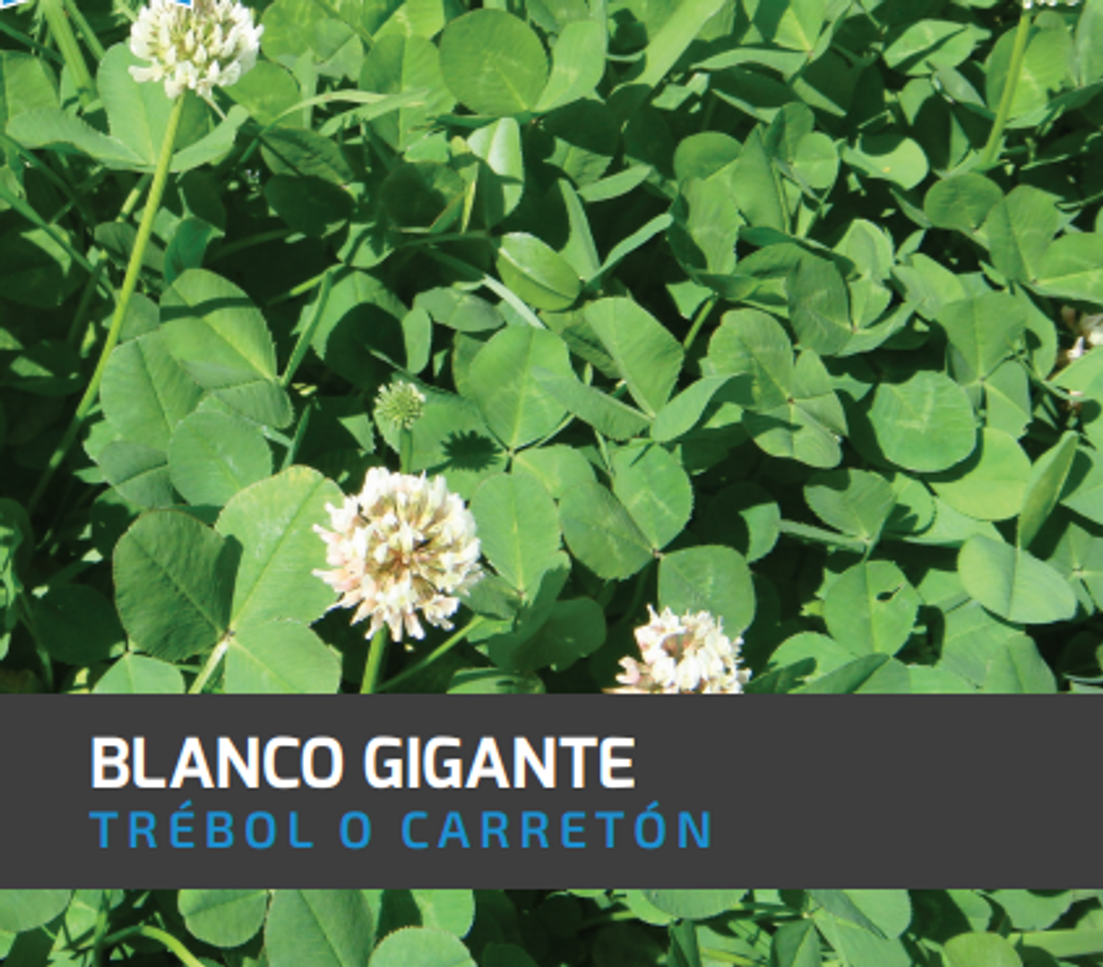 Carretón-Trébol Blanco Gigante x Libra