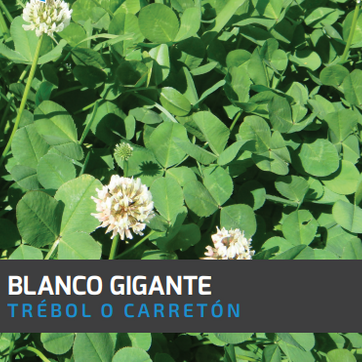 Carretón-Trébol Blanco Gigante x Libra - imagen 1
