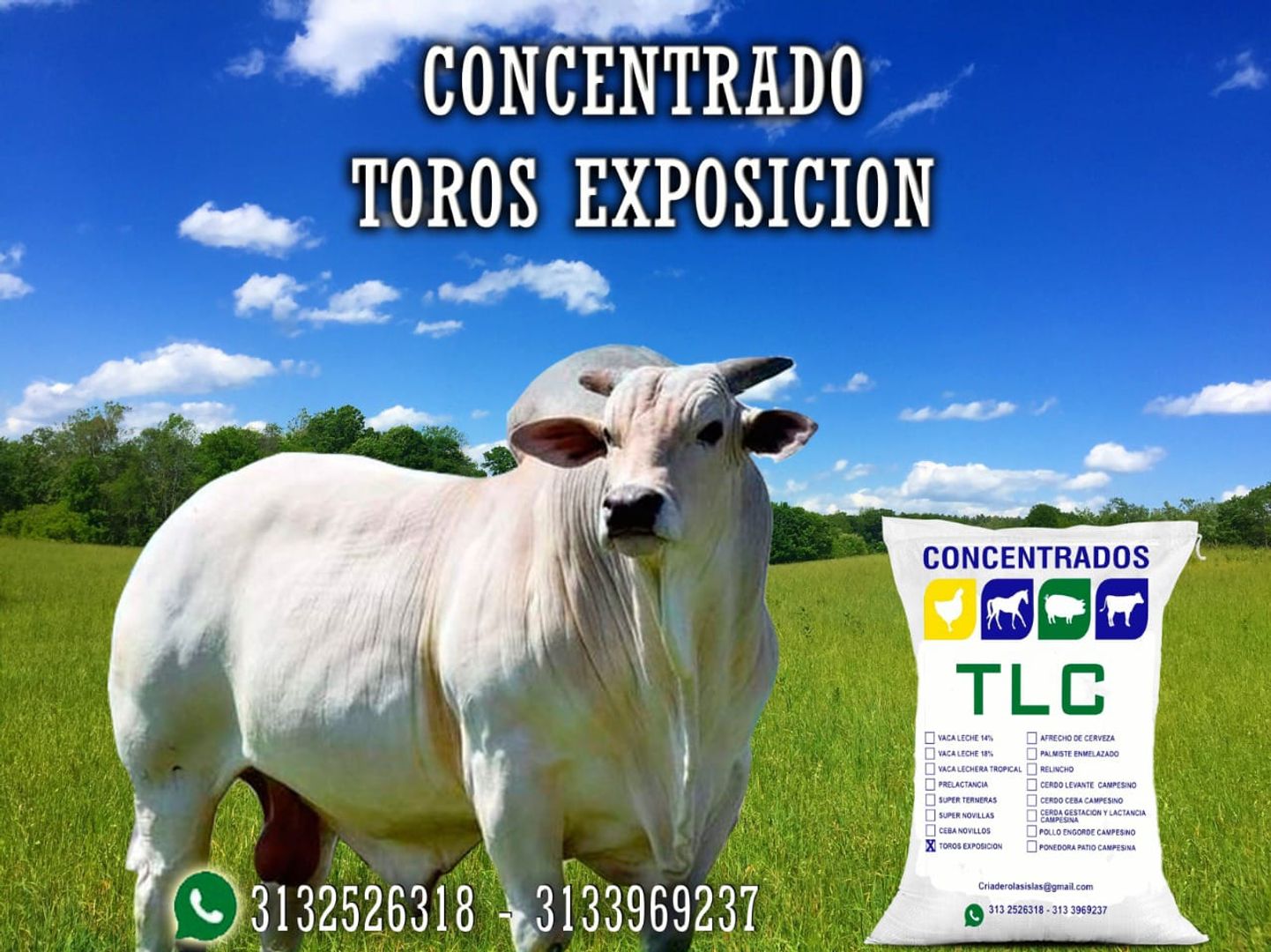 TORO EXPOSICION TLC x 40 Kilos