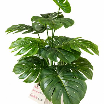 Imagen del producto PLANTA DE BALAZO 70 CM