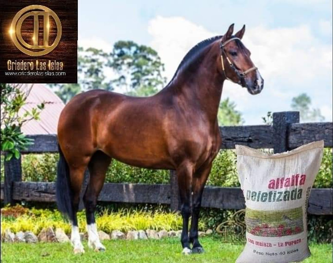 ALFALFA MIEL LA PUREZA EQUINOS