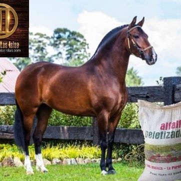 Imagen del producto ALFALFA MIEL LA PUREZA EQUINOS