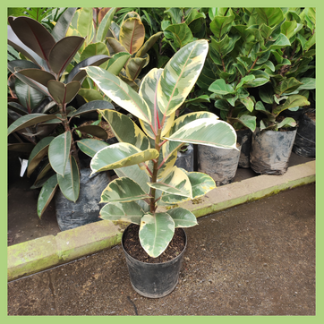FICUS ELASTICO VARIEGADO  - imagen 2