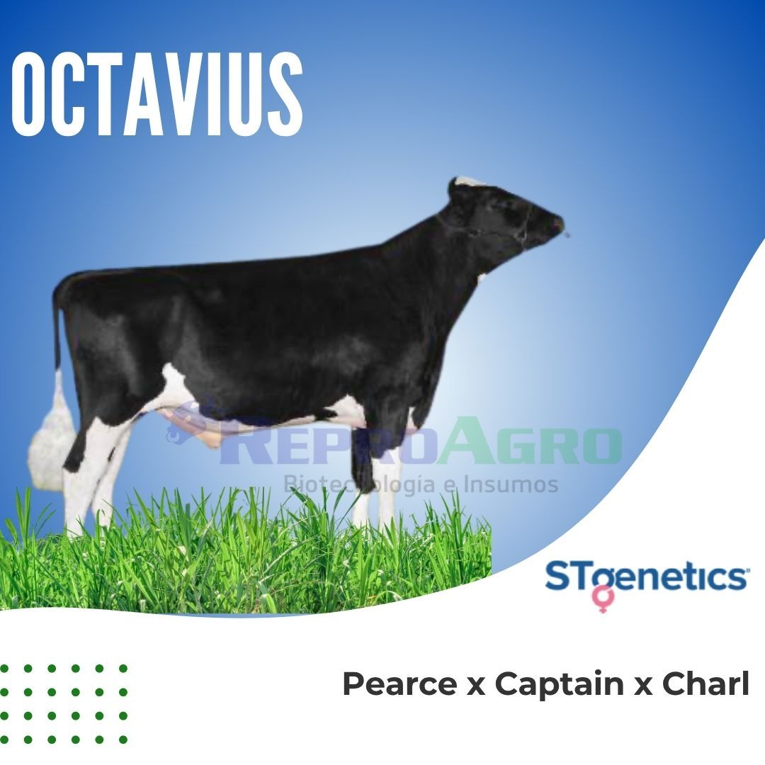 OCTAVIUS