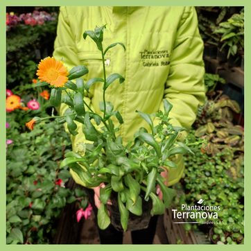 CALENDULA - imagen 2