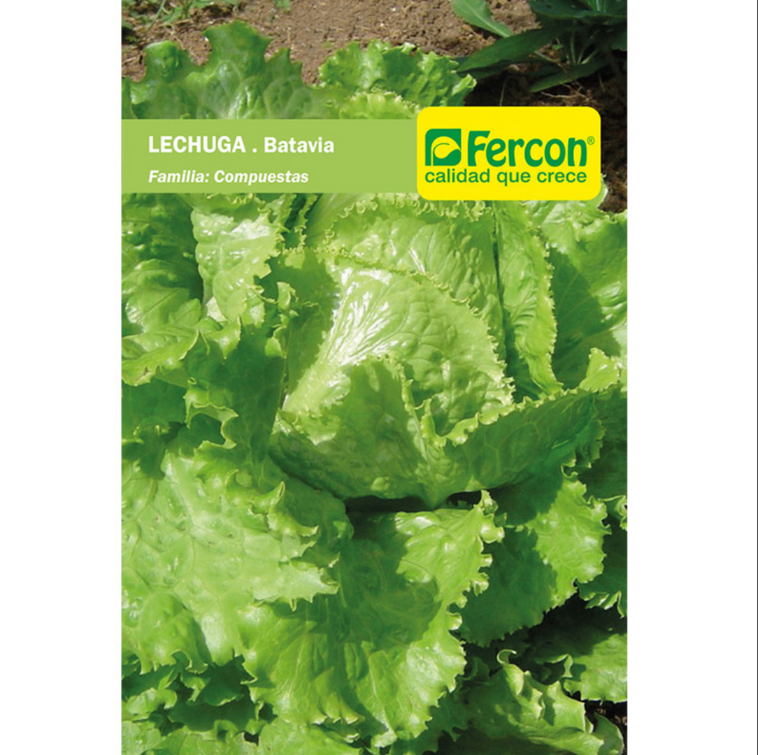 LECHUGA BATAVIA