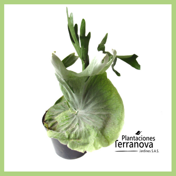 Imagen del producto CACHO DE VENADO (platycerum)