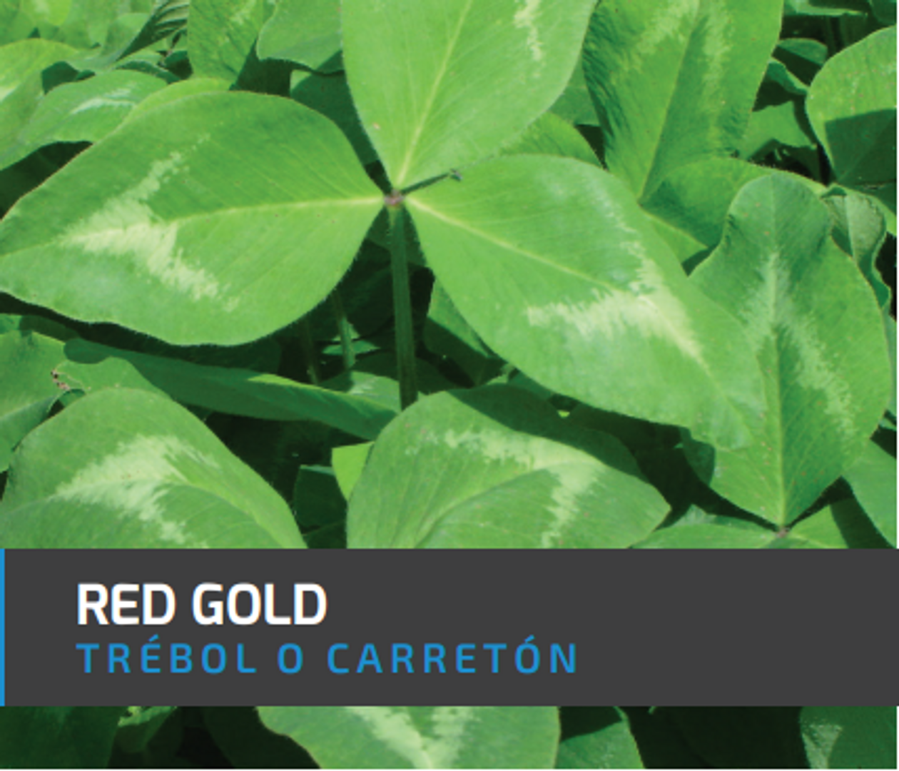 Carretón-Trébol Rojo Red Gold x Libra 