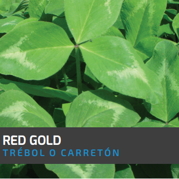 Carretón-Trébol Rojo Red Gold x Libra  - imagen 1