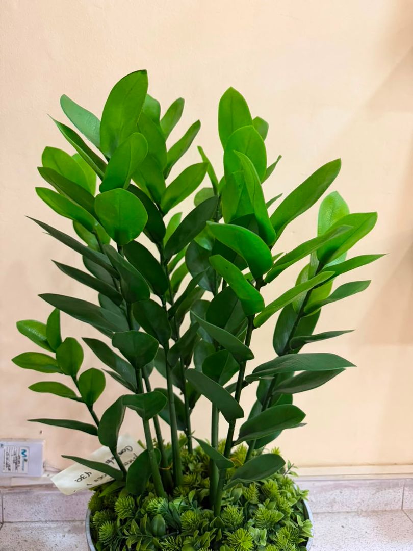 PLANTA DE LA SUERTE X 9 TALLOS