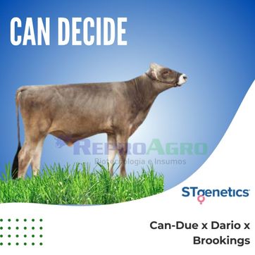 CAN DECIDE - imagen 1