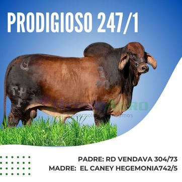 PRODIGIOSO - imagen 1