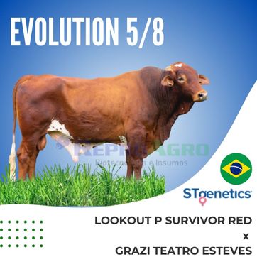 EVOLUTION - imagen 1