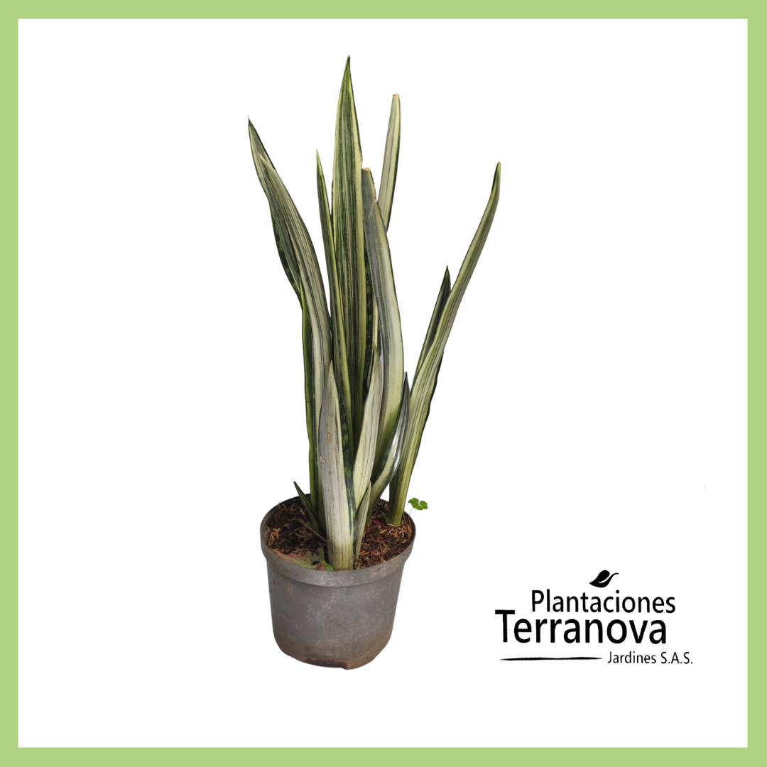 SANSEVIERIA VARIEGADA