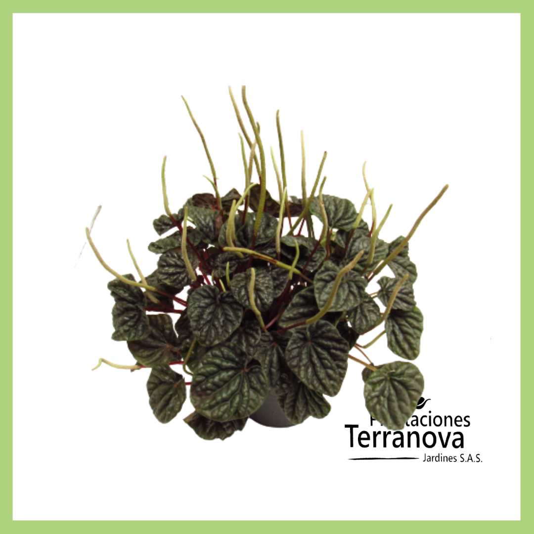 PEPEROMIA VELITAS MORADA