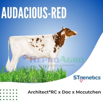 AUDACIOUS RED - imagen 1
