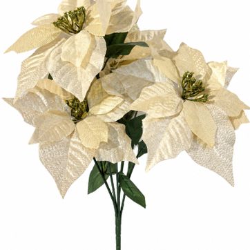 Imagen del producto PONSETIA DORADA CLARA X 5