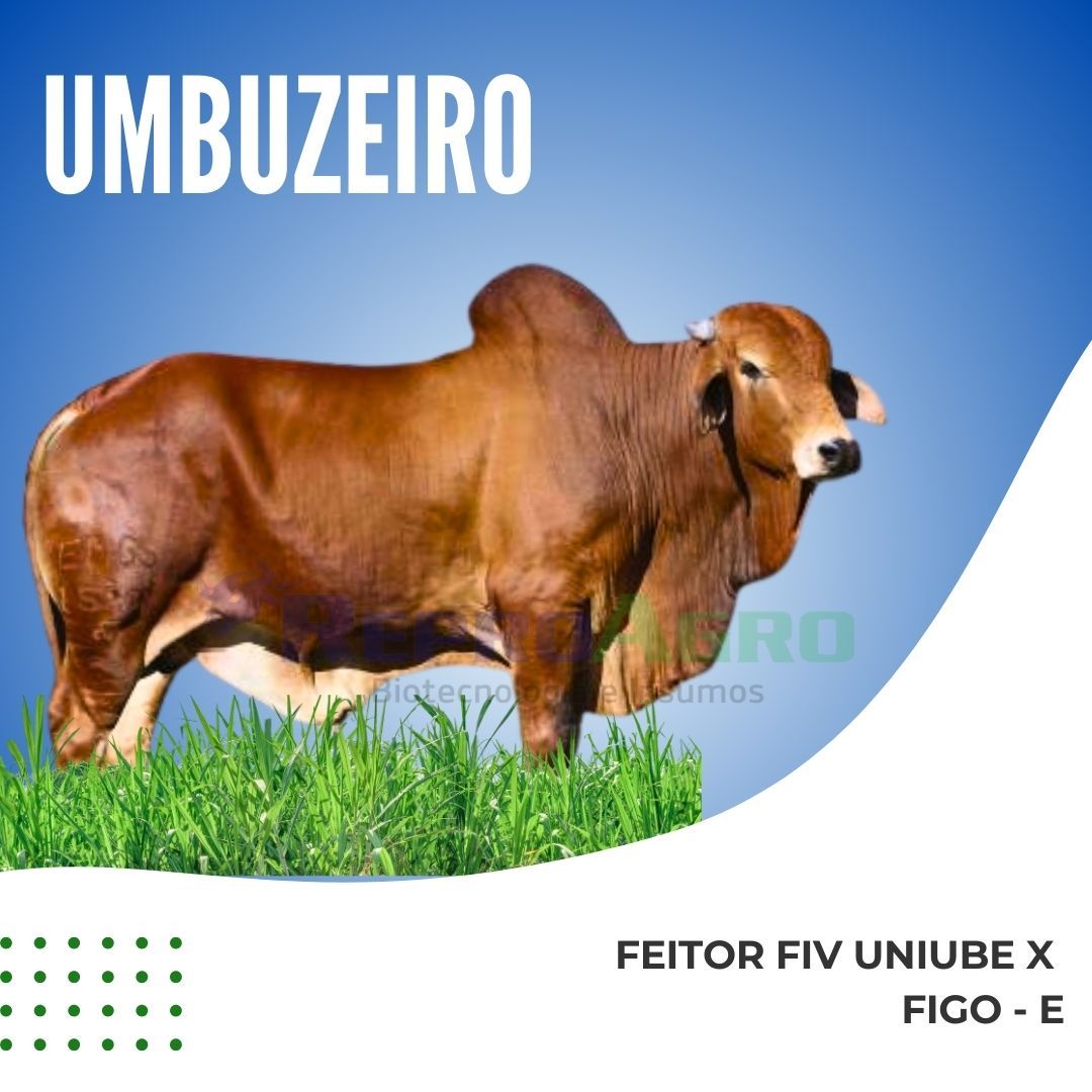 UMBUZEIRO