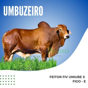 UMBUZEIRO - imagen 1