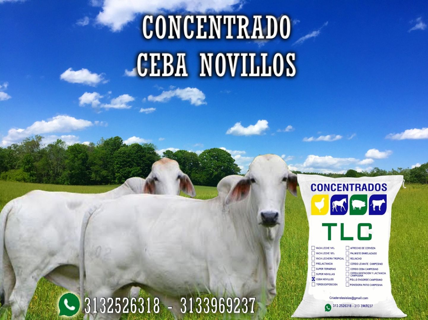 CEBA NOVILLOS TL 40 KG