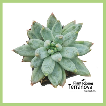 Imagen del producto PACHYPYTUM HOOKERY