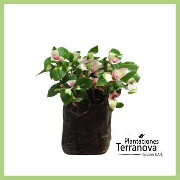 PANAMEÑA VARIEGADA - imagen 1