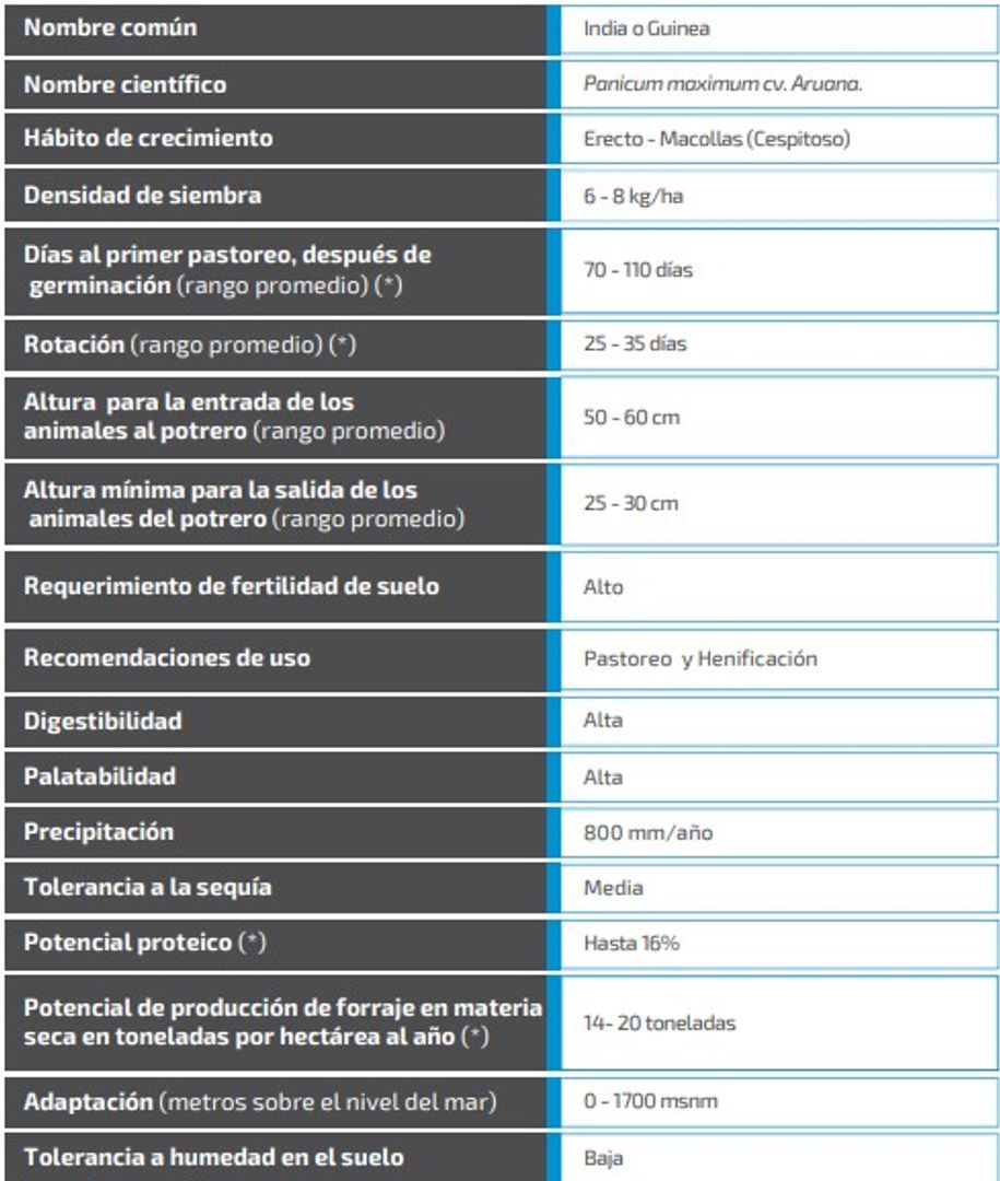 Aruana Guinea Panicum Maximum   x Kilo