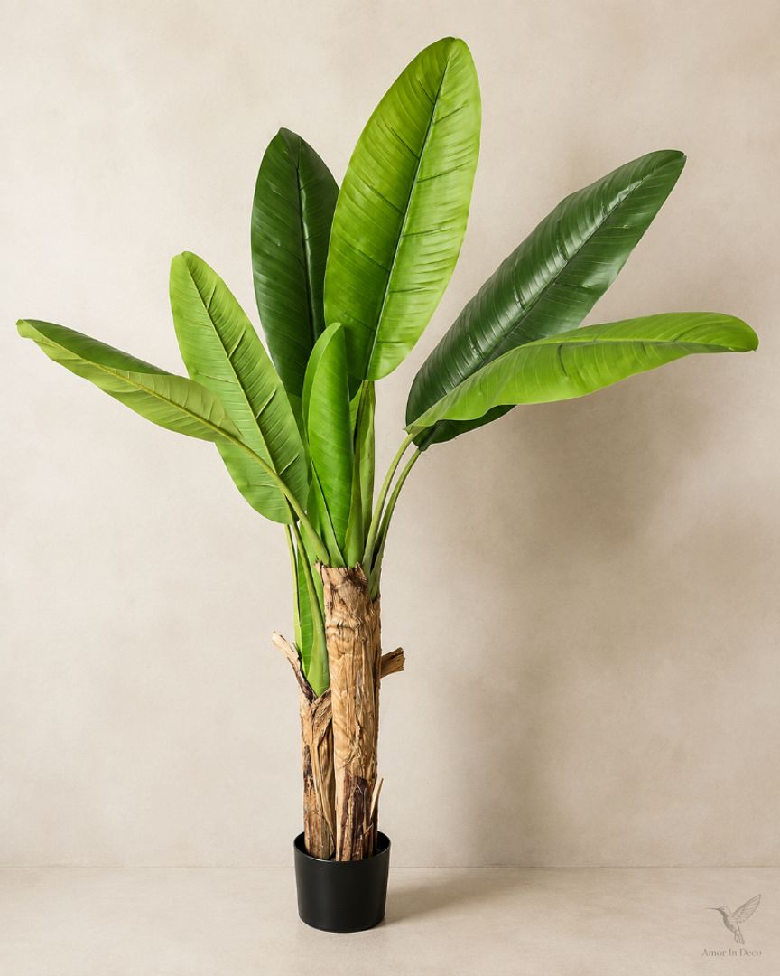 Planta Bananero 