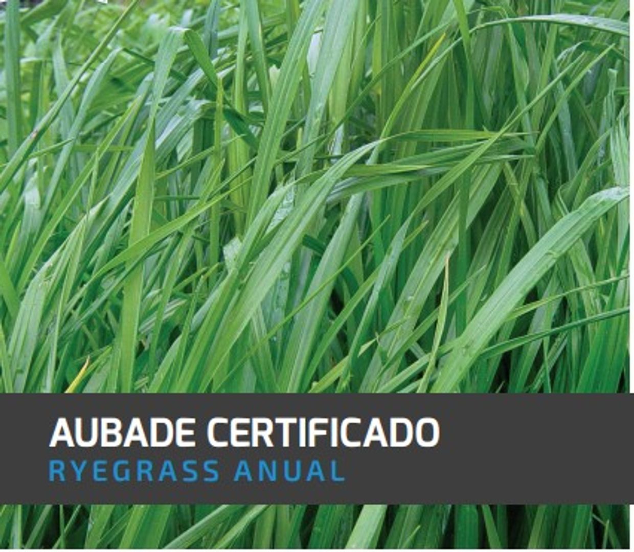 Ryegrass Aubade (Anual tetraploide certificado) x Kilo