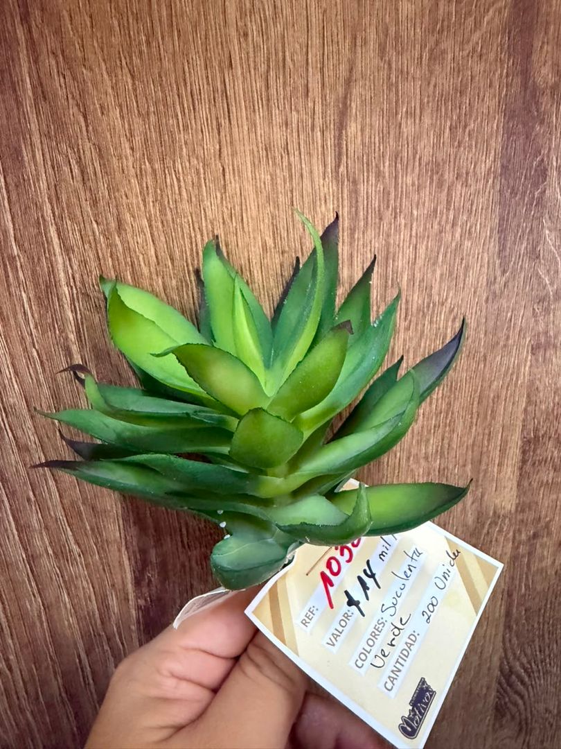 SUCULENTA VERDE DEGRADE