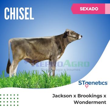 CHISEL SEXADO - imagen 1
