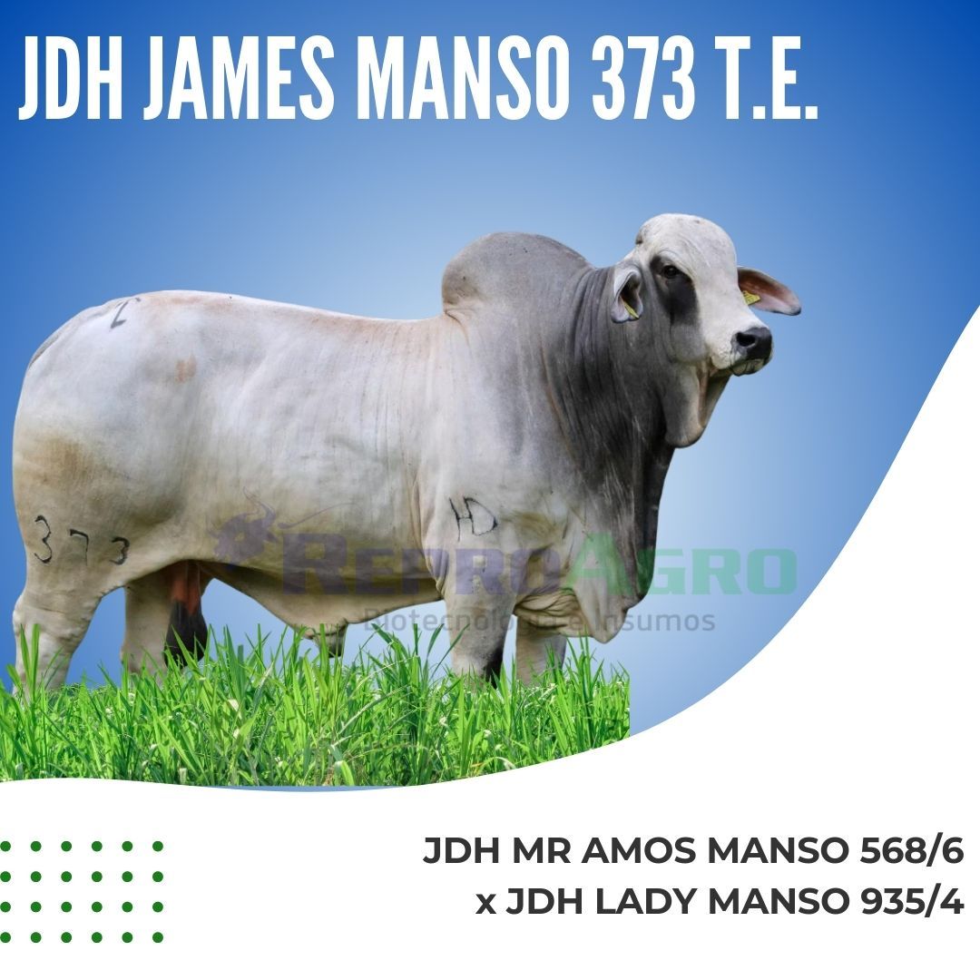 JDH JAMES MANSO 373 T.E.