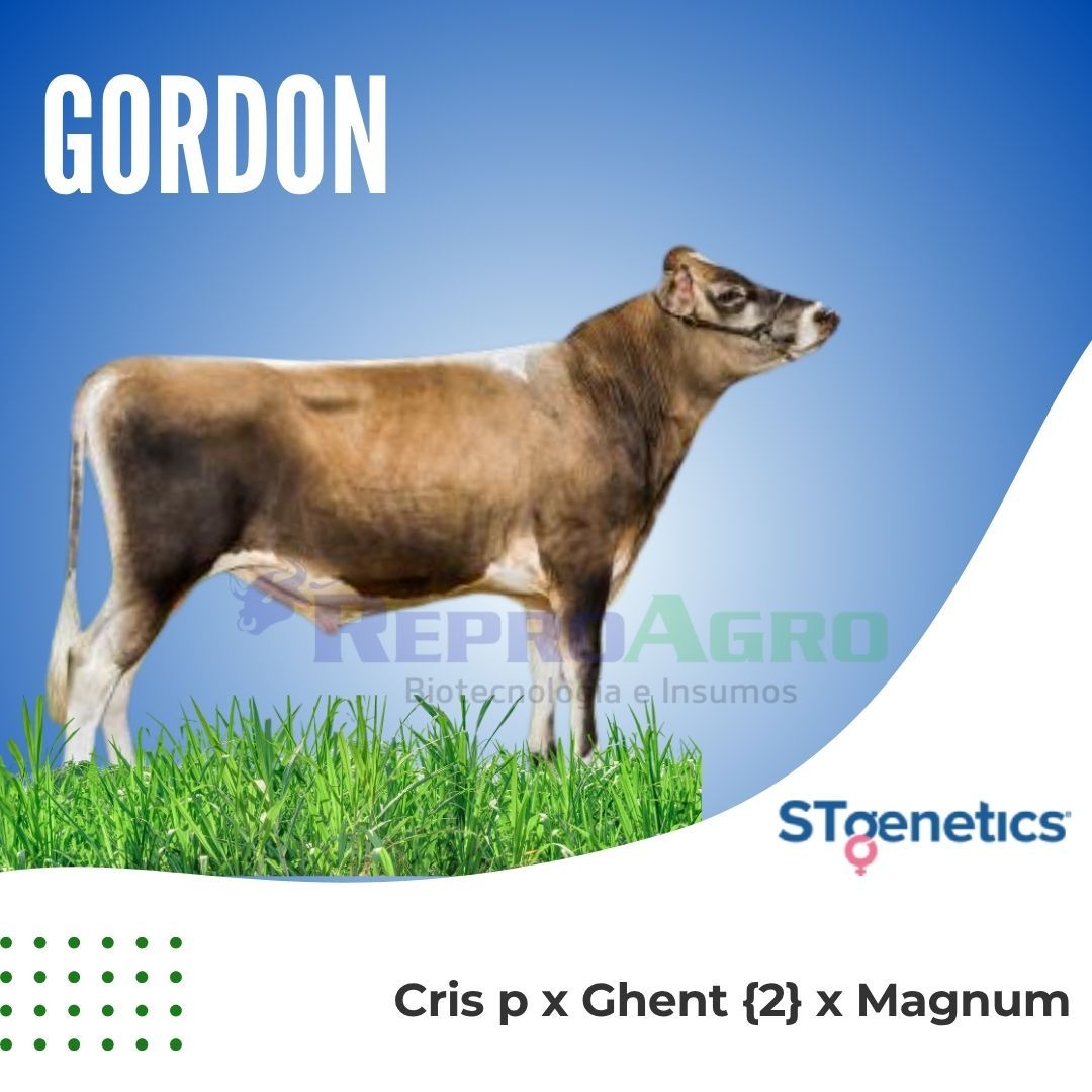 GORDON