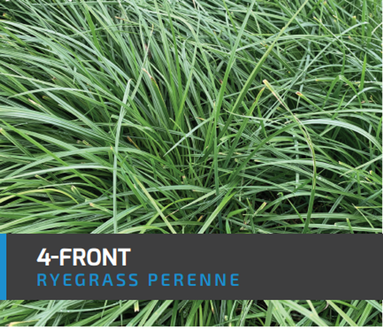 Ryegrass 4-Front (Perenne tetraploide) x Kilo AGOTADO