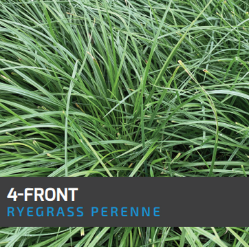 Ryegrass 4-Front (Perenne tetraploide) x Kilo AGOTADO - imagen 1