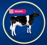 Imagen de la categoría HOLSTEIN NEGRO SEXADO