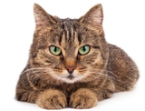Imagen de la categoría alimento gato