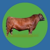 Imagen de la categoría ANGUS ROJO