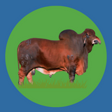 Imagen de la categoría BRAHMAN ROJO