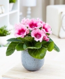 Imagen de la categoría Plantas