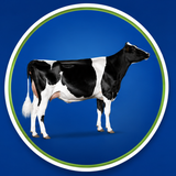 Imagen de la categoría HOLSTEIN NEGRO