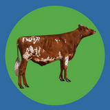 Imagen de la categoría AYRSHIRE