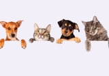 Imagen de la categoría Mascotas
