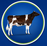 Imagen de la categoría HOLSTEIN ROJO